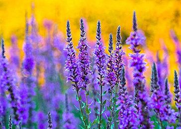 Q版3D武侠网游《武林外传》9月免费登陆Steam